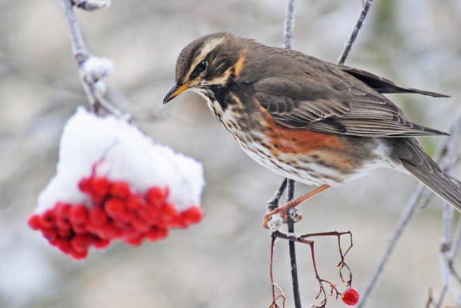 Little bird and red berries with snow on them