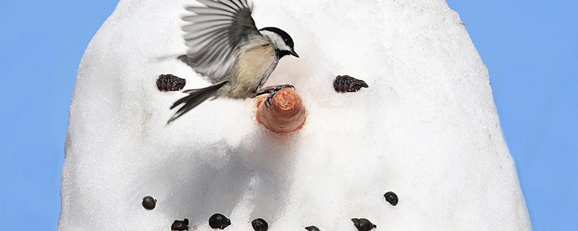 Chickadee