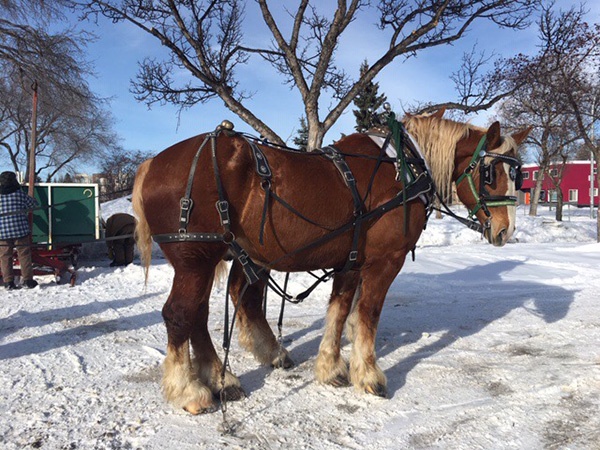 Parkallen Snowfest