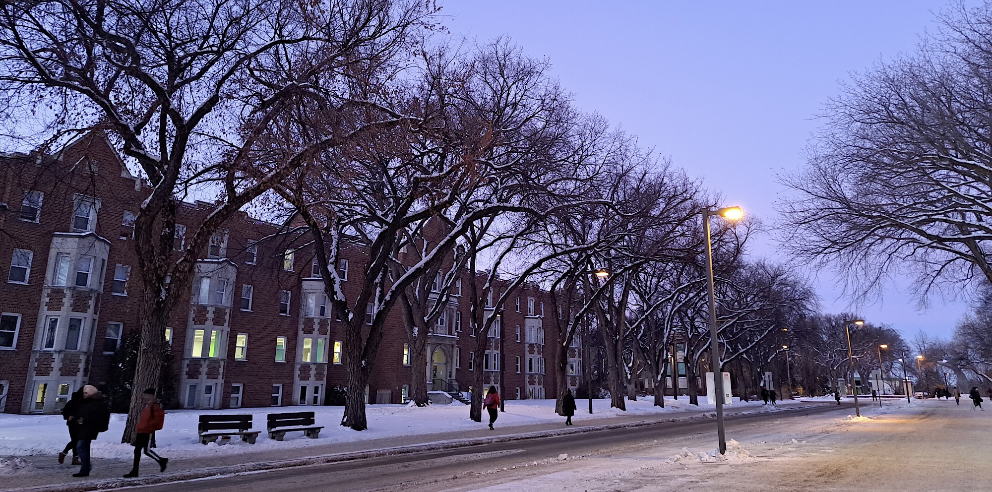 Trees line a snowy street in front of brick buildings